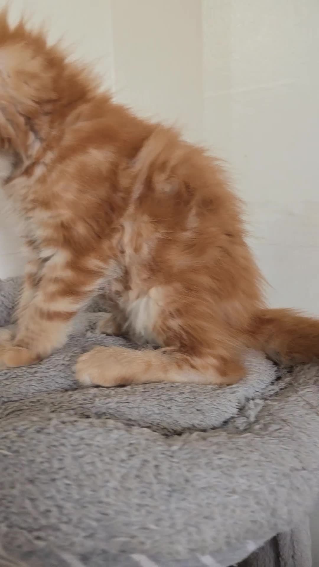 Maine Coon cats for sale: Full Mainecoon beautiful kittens  - Video 4
