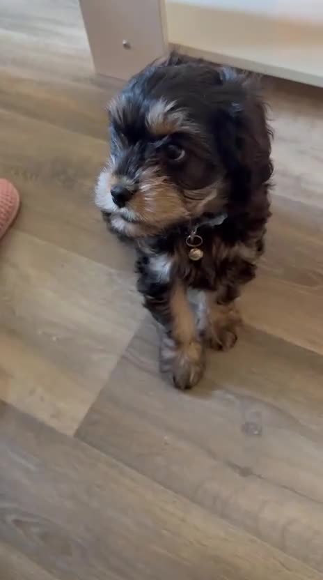 Cavapoo dogs for sale: 🐾 Beautiful F1 Cavapoo Puppy (Male) –  - Video 1