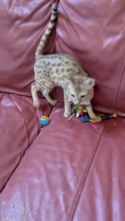 Savannah cats for sale: Cinnamon F4  savannah female & male kittens, TICA  in Spalding - Video 1