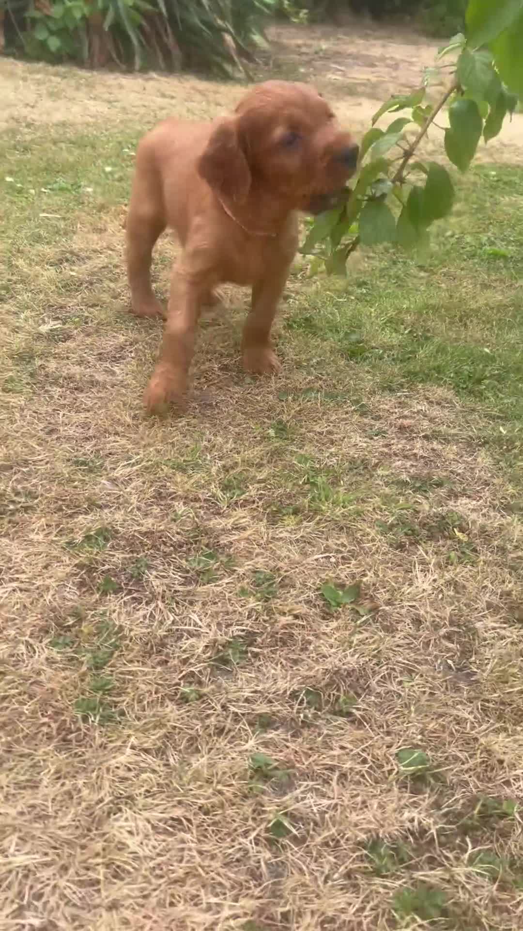 Mixed Breed dogs for sale:  ☘️ Golden Irish puppies available  ☘️ - Video 3