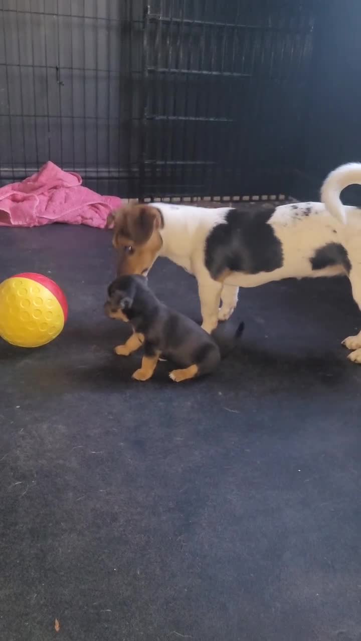 Jack Chi dogs for sale: Beautiful Jack Chi Puppies - Video 3