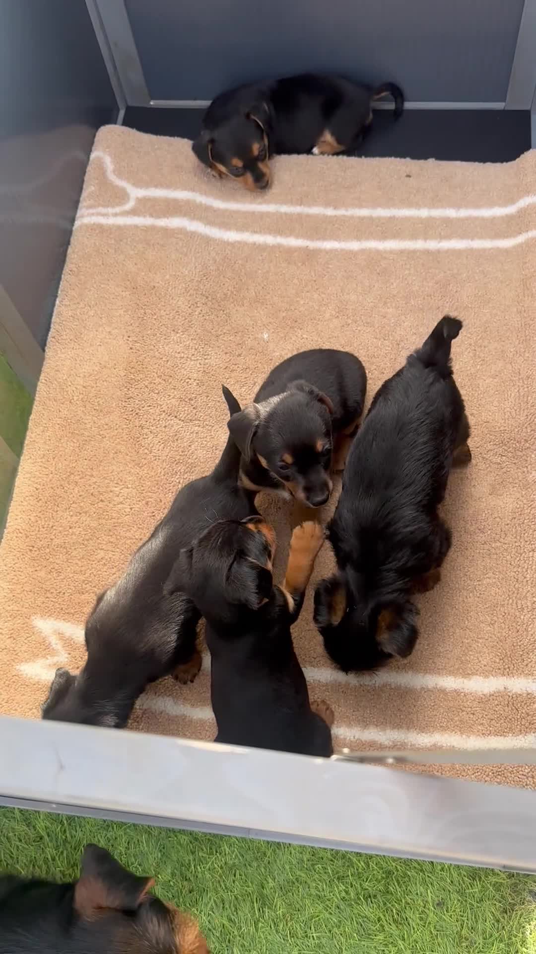 Mixed Breed dogs for sale: Litter of 5 puppies looking for loveing homes in Frodsham - Video 3