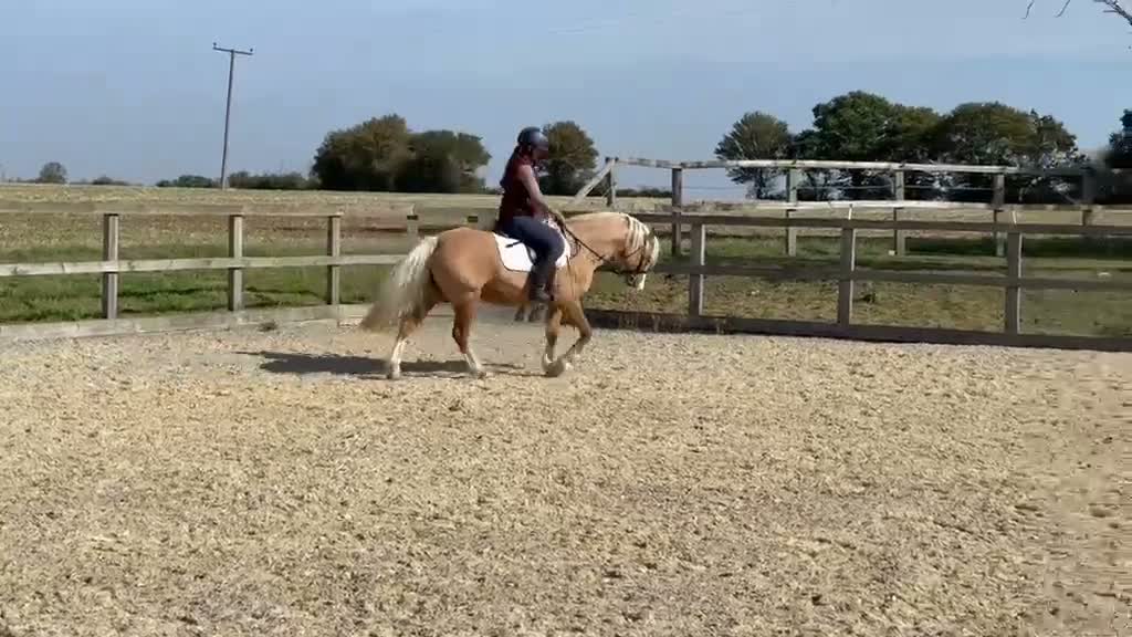 Welsh Section C horses for sale: Beautiful Welsh section c in Saffron Walden - Video 1