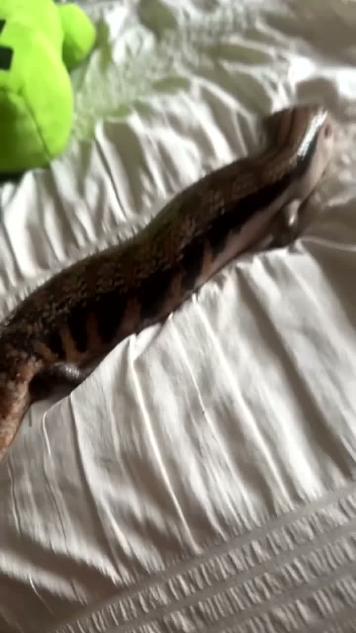 Skink reptiles for sale: Male blue skink lizard  - Video 2
