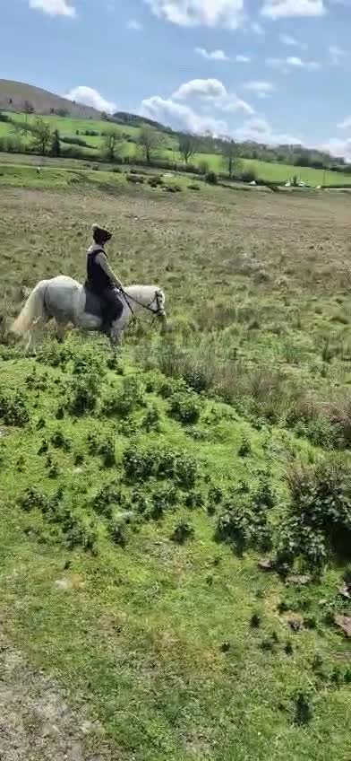 Welsh Section A horses for sale: Gorgeous Welsh A Part Bred in Llandrindod Wells - Video 3