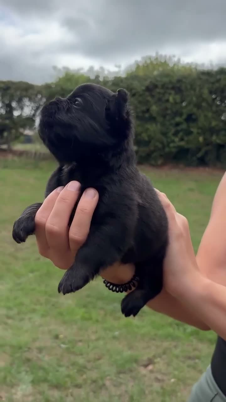 French Bulldog dogs for sale: 💙🐾 STUNNING FLUFFY FRENCH BULLDOG PUPPIES 🐾🖤 in Romford - Video 1