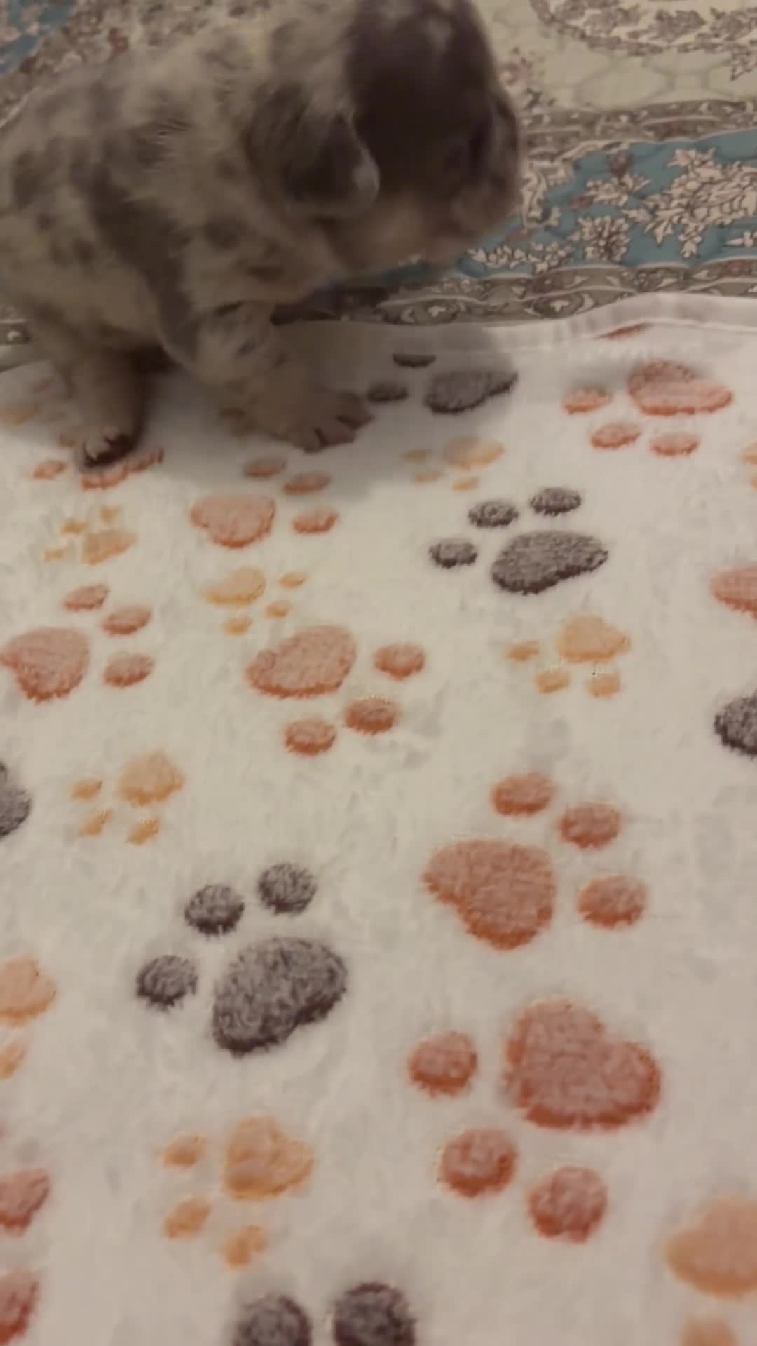 French Bulldog dogs for sale: 4 female French bulldog  - Video 1