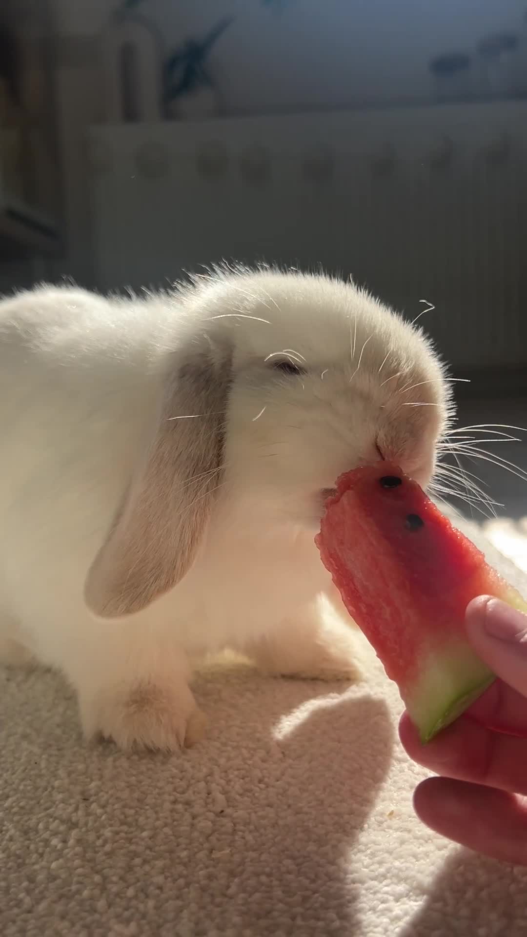 Mini Lop rabbits for sale: Mini Lop Bunny - Mickey - Video 1