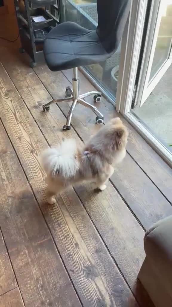 Pomeranian dogs for stud: Stud Pomeranian – Kennel Club Registered - Video 1