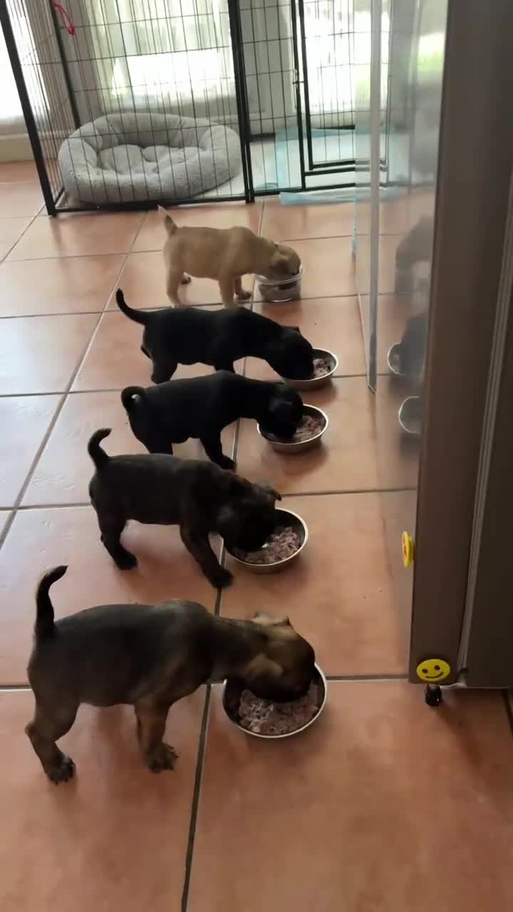 Mixed Breed dogs for sale: Beautiful French Bulldog Puppies – Ready Soon - Video 1