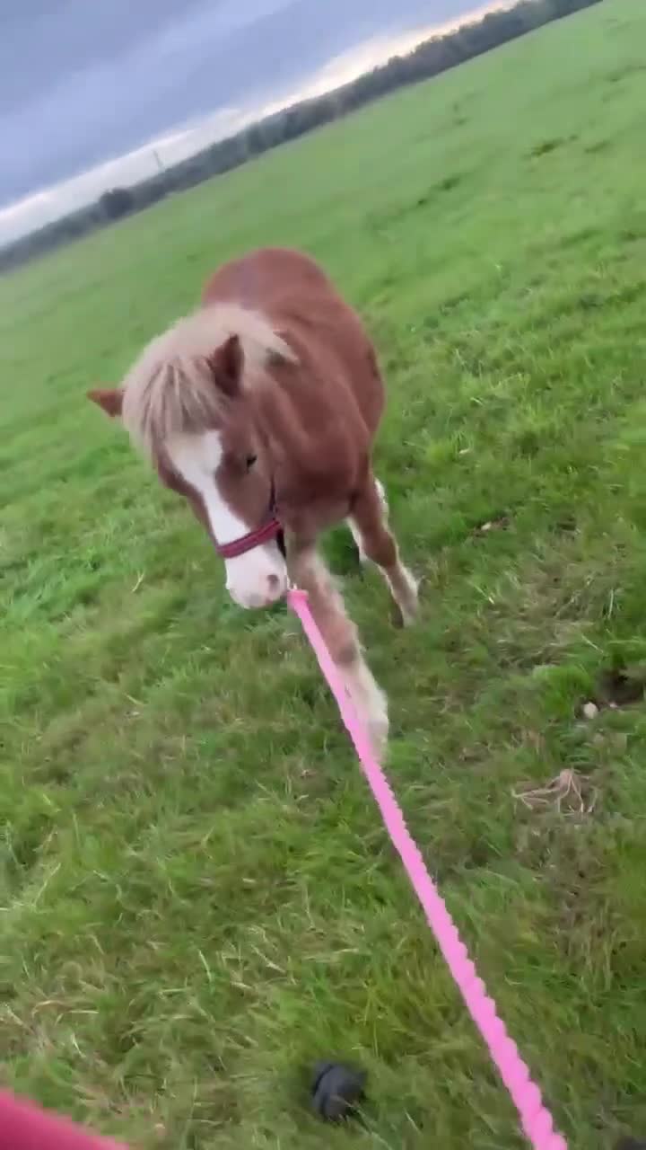 Welsh Section A horses for sale: Tame Gelding etm 11.2hh Kids Lead Rein Riding Pony - Video 5