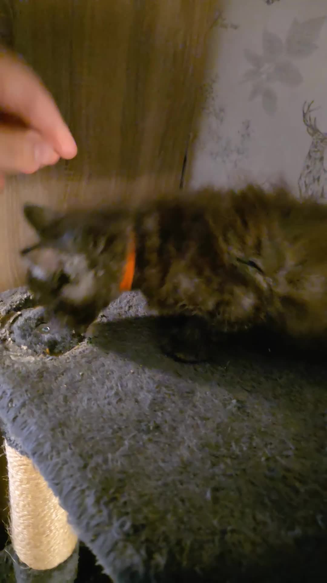 Maine Coon cats for sale: Beautiful Maine Coon Kittens Available - Video 1