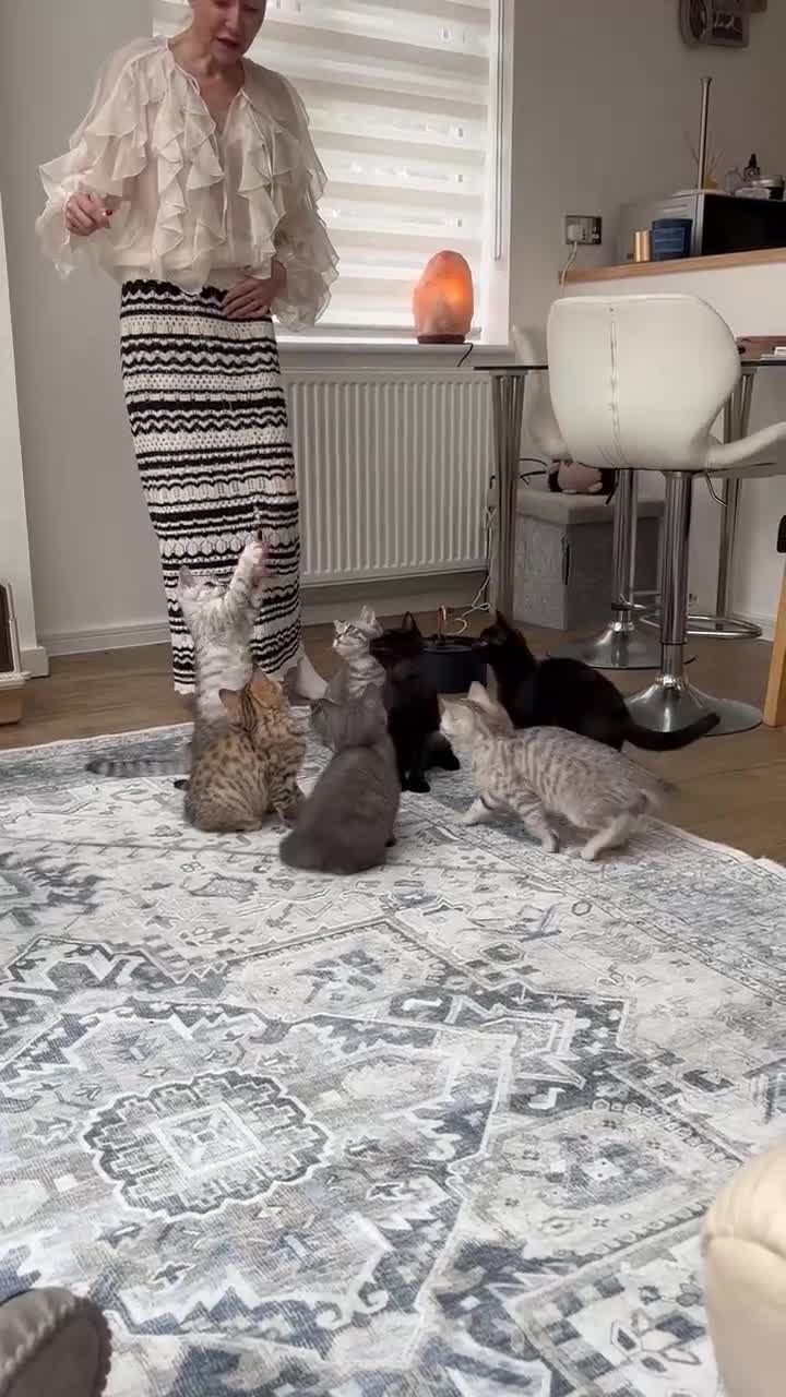 British Shorthair cats for sale: Stunning BSH chinchilla kittens 15 weeks old  - Video 2