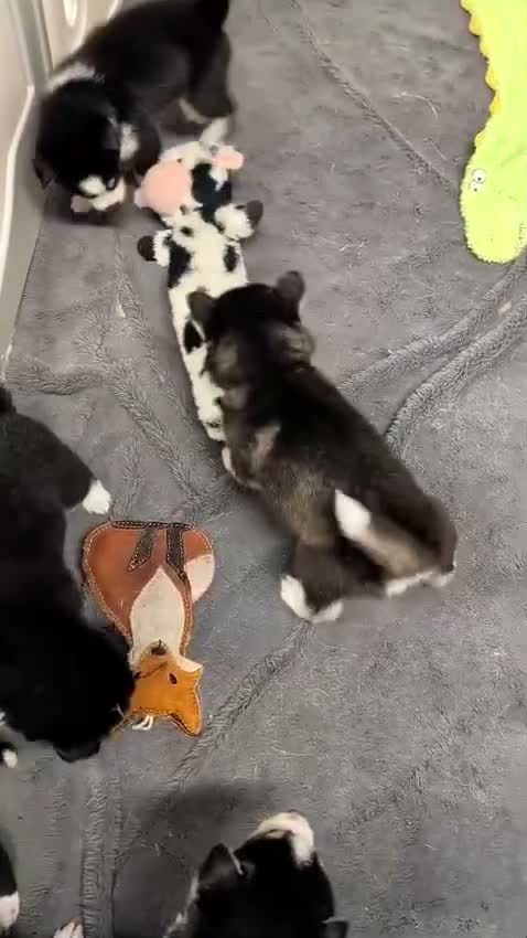 Siberian Husky dogs for sale: Pedigree husky puppies  in Clacton-on-Sea - Video 2