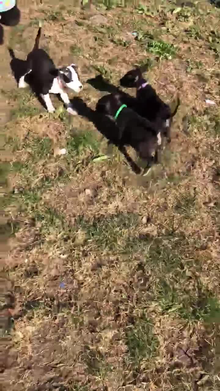 Mixed Breed dogs for sale: 3 BOYS LEFT - American Staffordshire bull terriers - Video 1