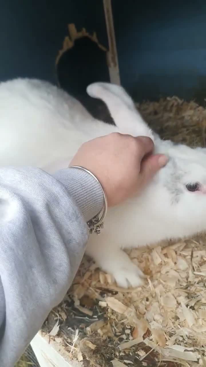 Continental Giant rabbits for sale: Female Magpie continental giant - Video 1