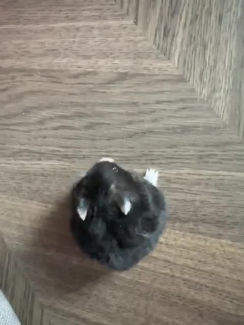 Hamster rodents for sale: Lovely Syrian Dwarf Hamster with Full Setup - Video 1