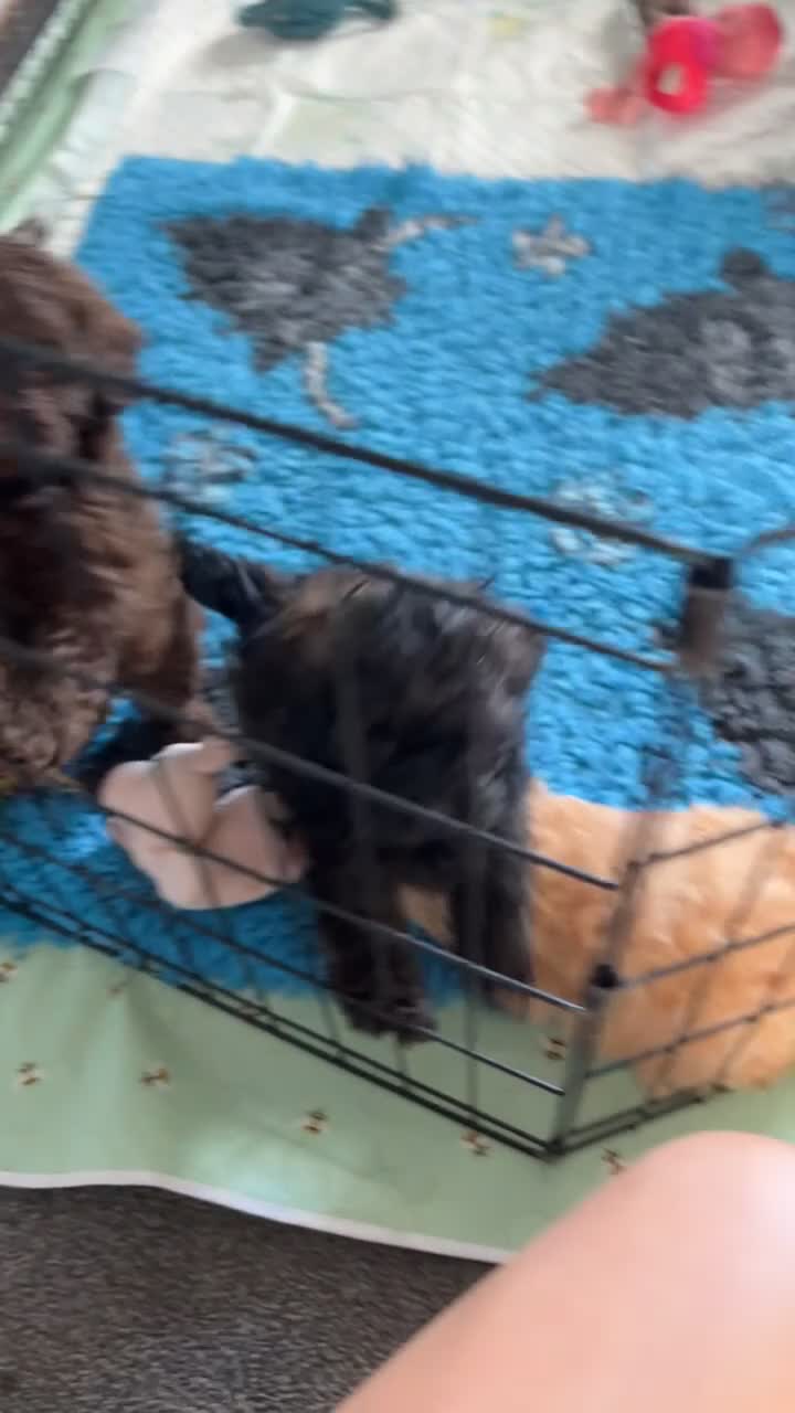 Shihpoo dogs for sale: READY NOW! 🧸🤎 Adorable F1B Shihpoo puppies  - Video 1