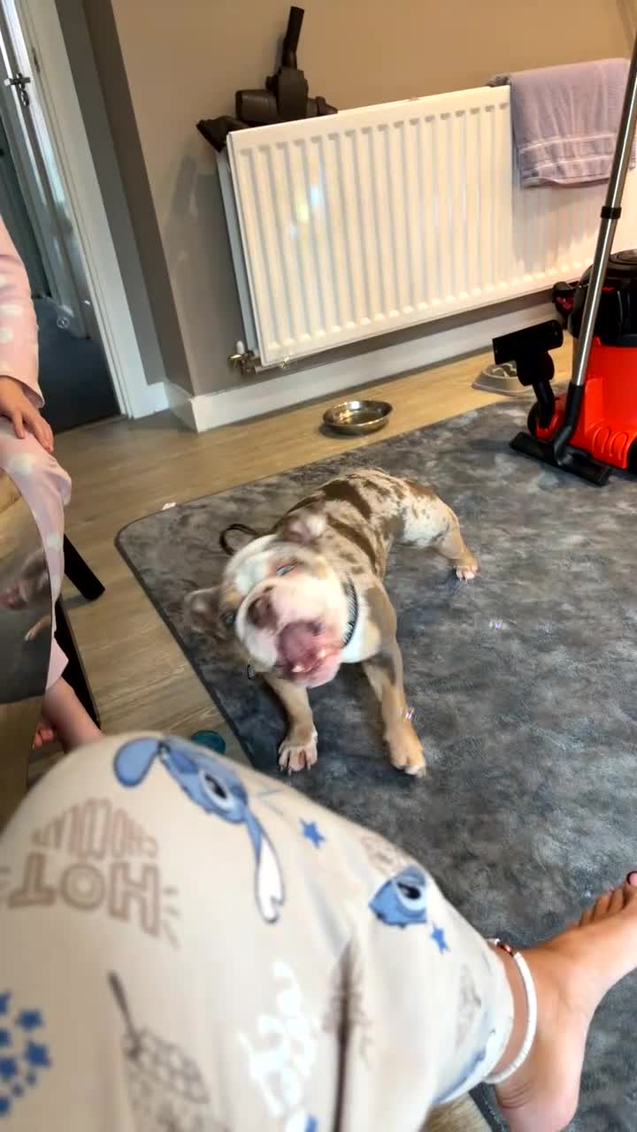 English Bulldog dogs for sale: English bulldog  - Video 2