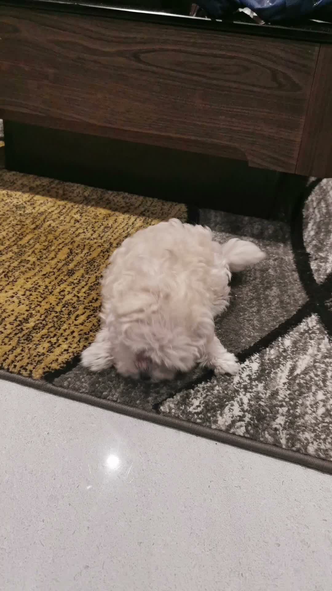 Maltipoo dogs for sale: Maltipoo F1 Toy Size, KC Parents, DNA Tested Clear - Video 2