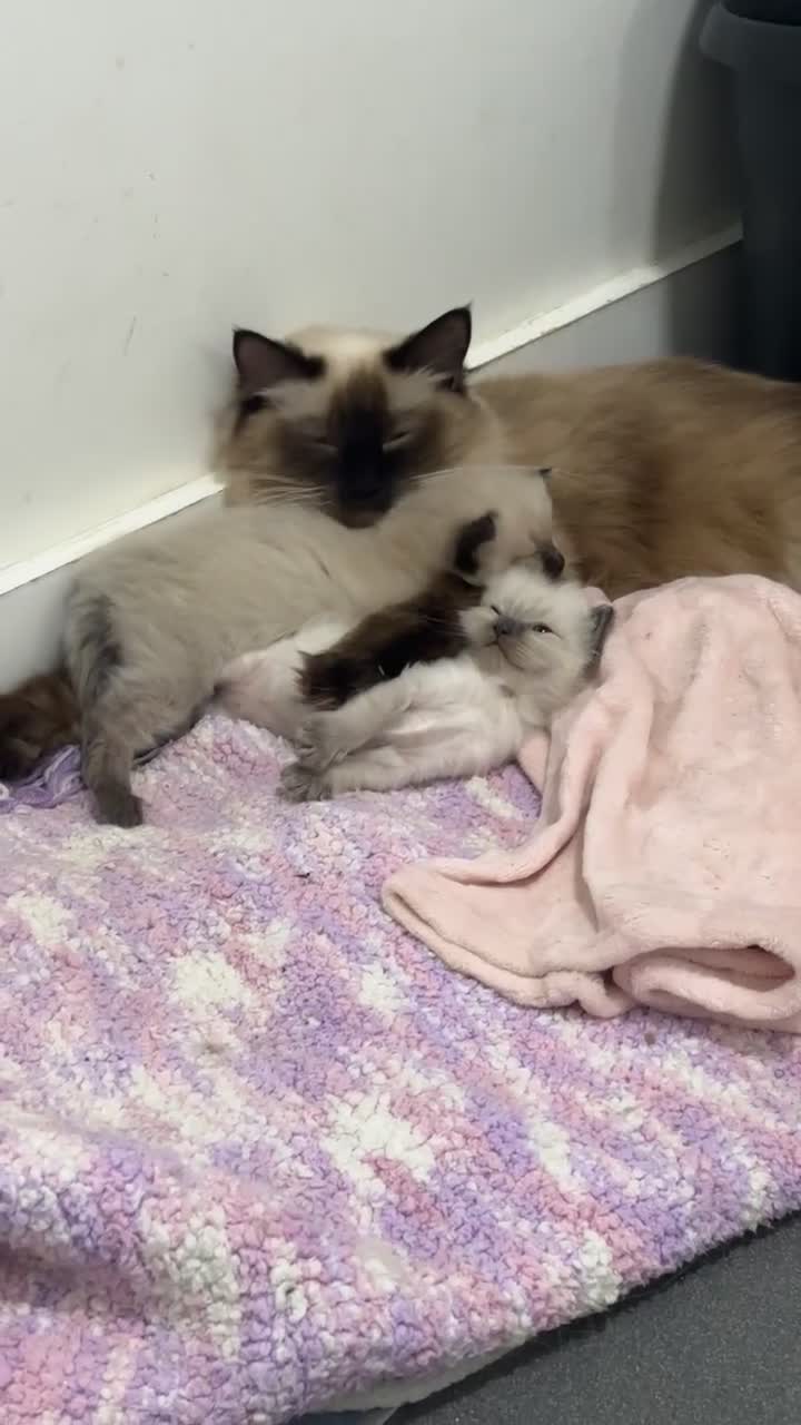 Ragdoll cats for sale: Beautiful Ragdill Kittens  - Video 1