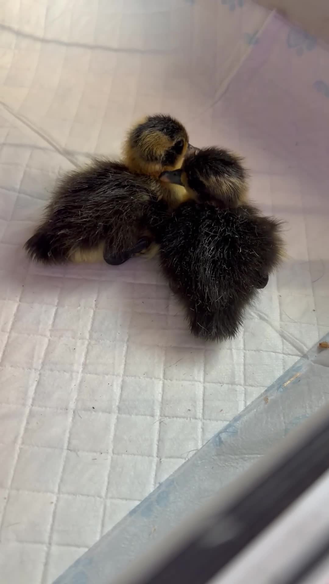 Ducks poultry for sale: CAYUGA DUCKINGS  - Video 1