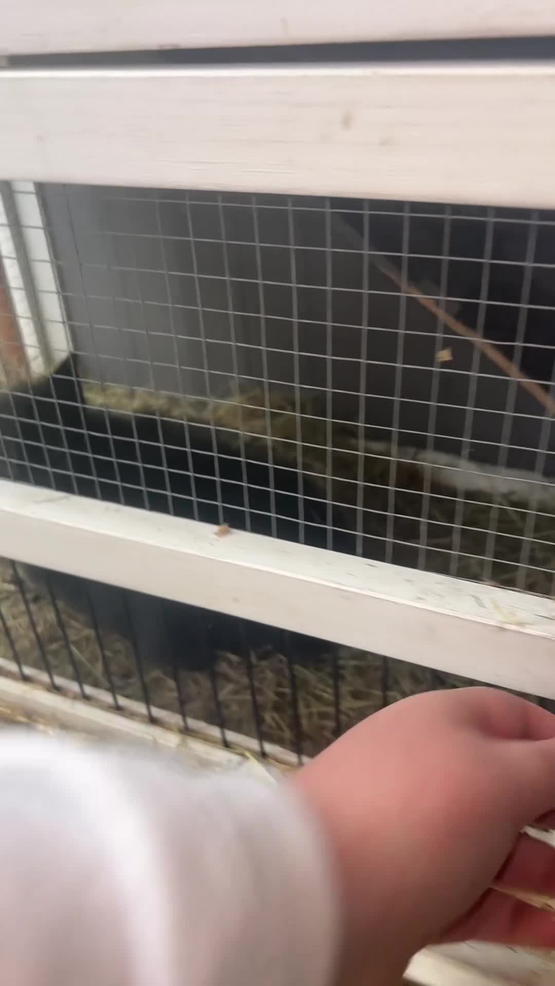 Lionhead rabbits for sale: 2 lion head baby looking for new home  - Video 1