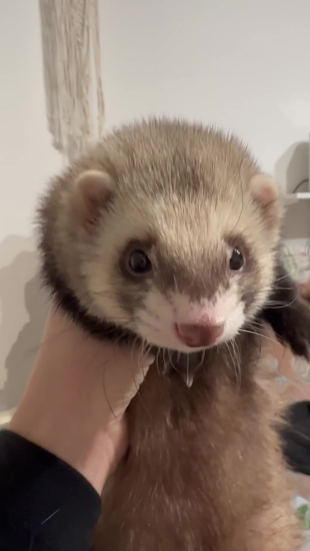 Ferret rodents for sale: 1 female ferret for rehome （Comes with Full Setup） - Video 1