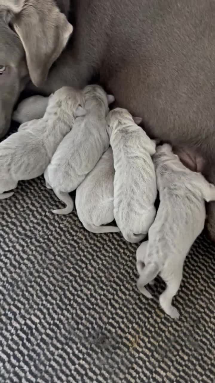 Labrador Retriever dogs for stud: Championship lines, KC silver lab stud 0.0% COI in Cambridge - Video 1