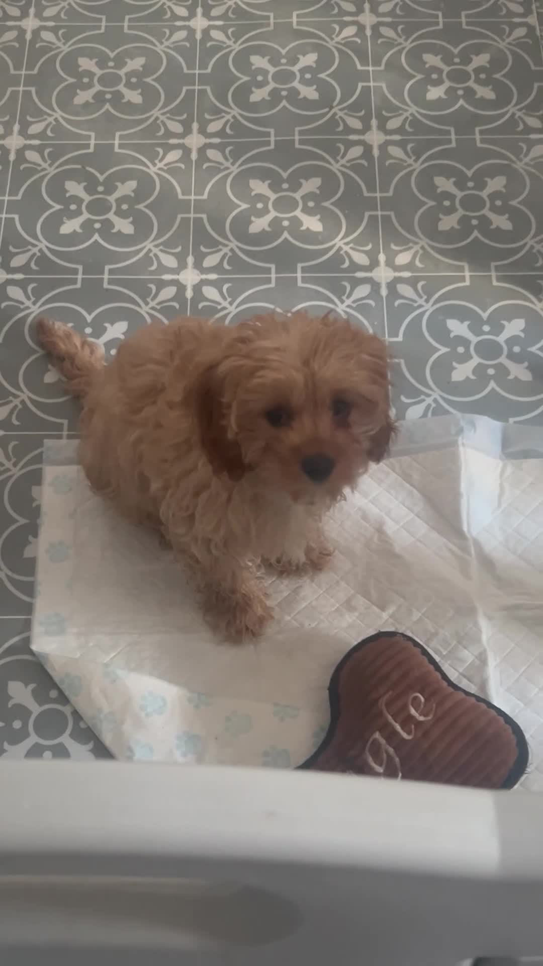 Cavapoo dogs for sale: Cavapoo puppy  - Video 1