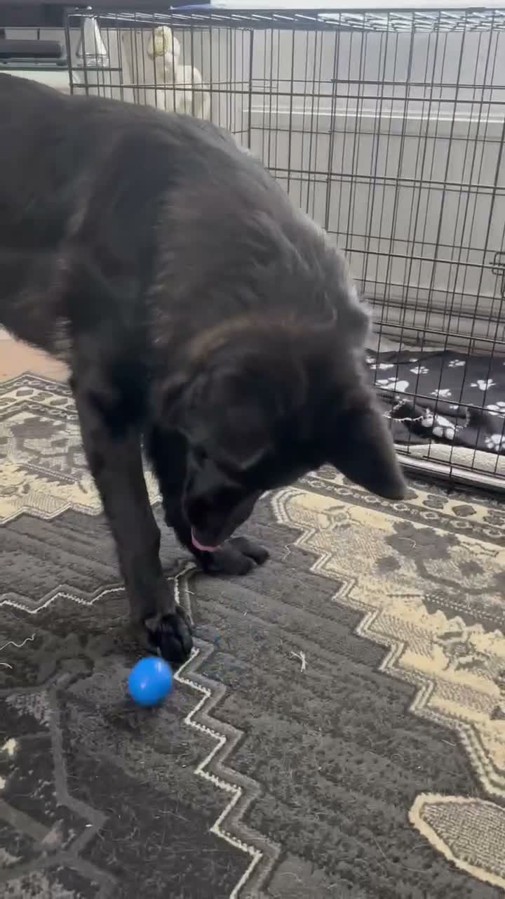 German Shepherd dogs for sale: Beautiful 9mth old black gsd  in Durham - Video 1