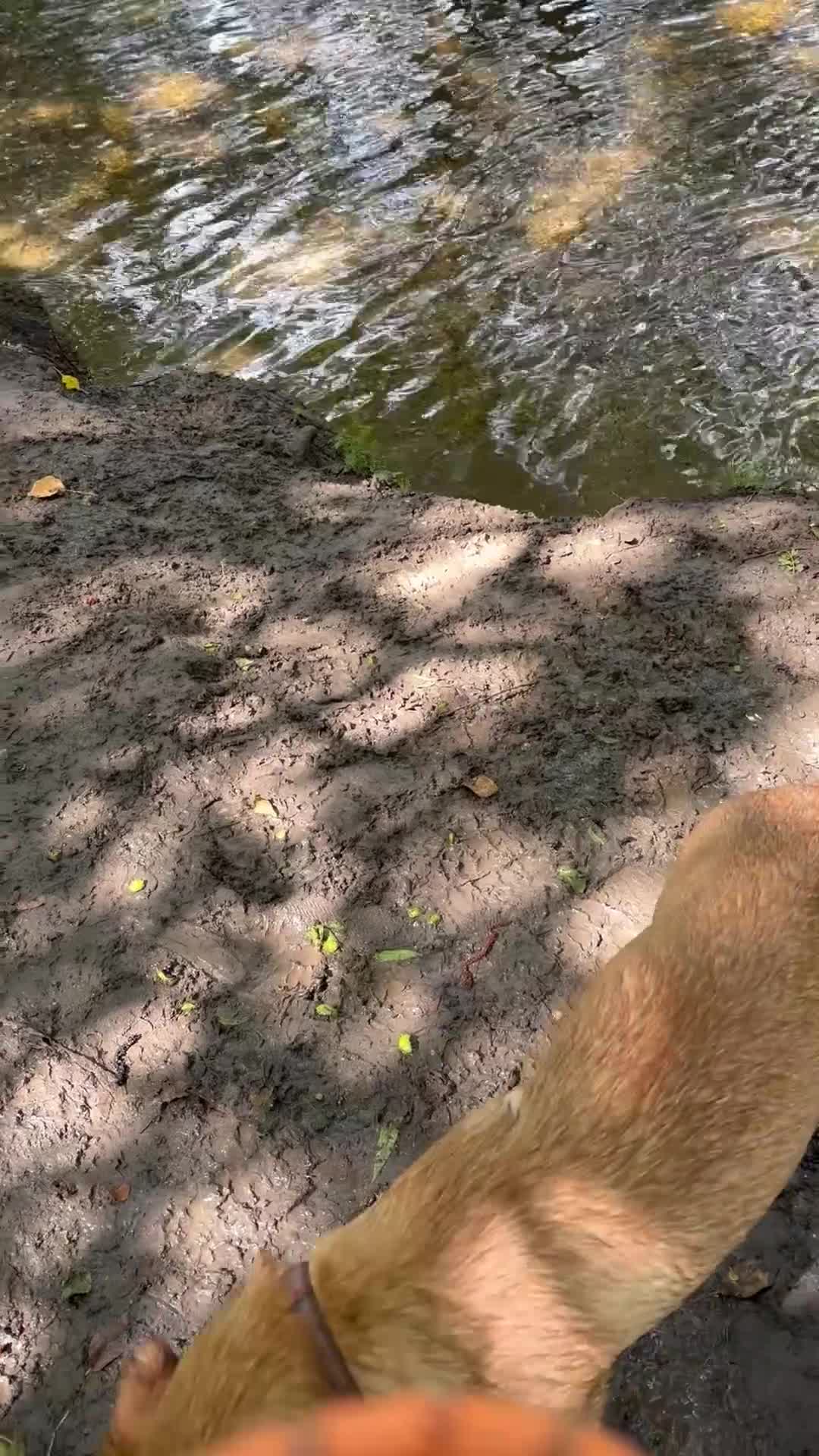 Labrador Retriever dogs for sale: Handsom 8 month Red fox Labrador  in Stowmarket - Video 1