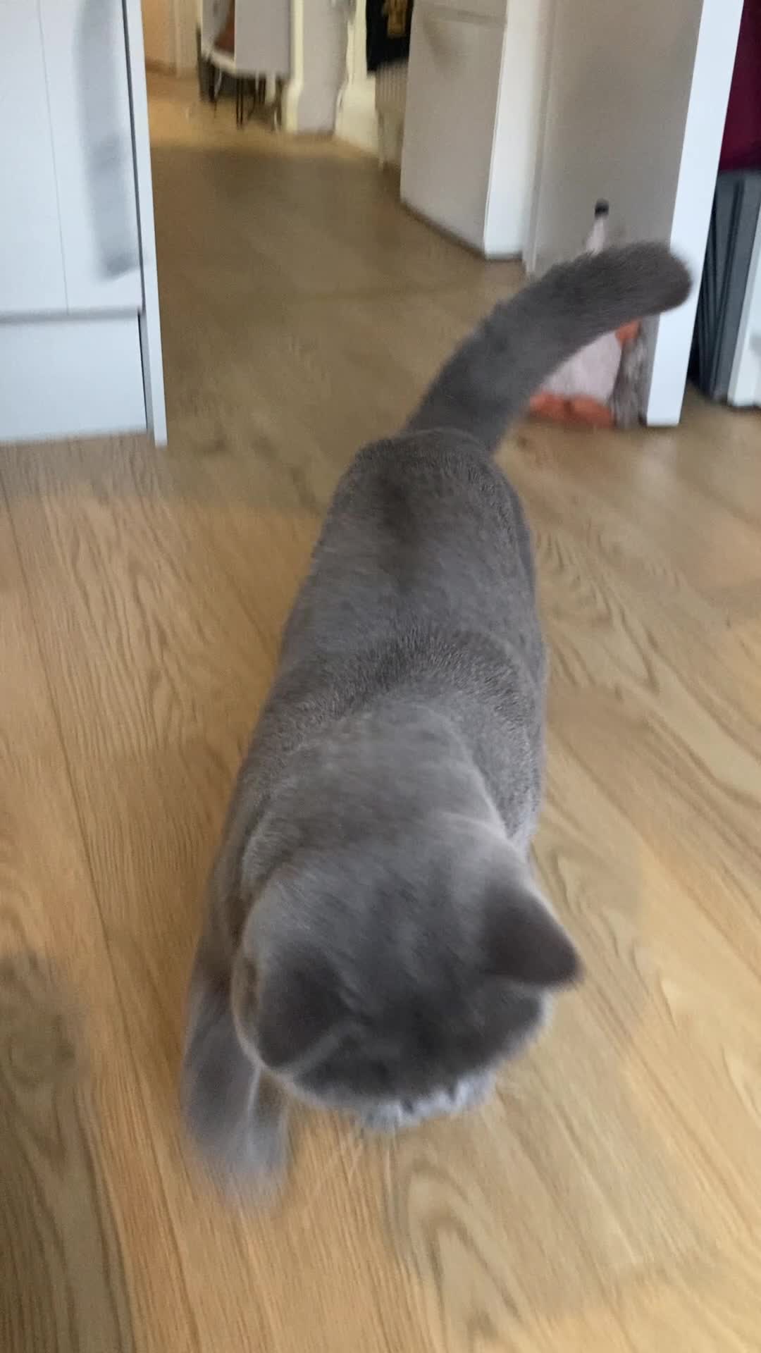 British Shorthair cats for sale: Playful British Shorthair - 2 years old in London - Video 1