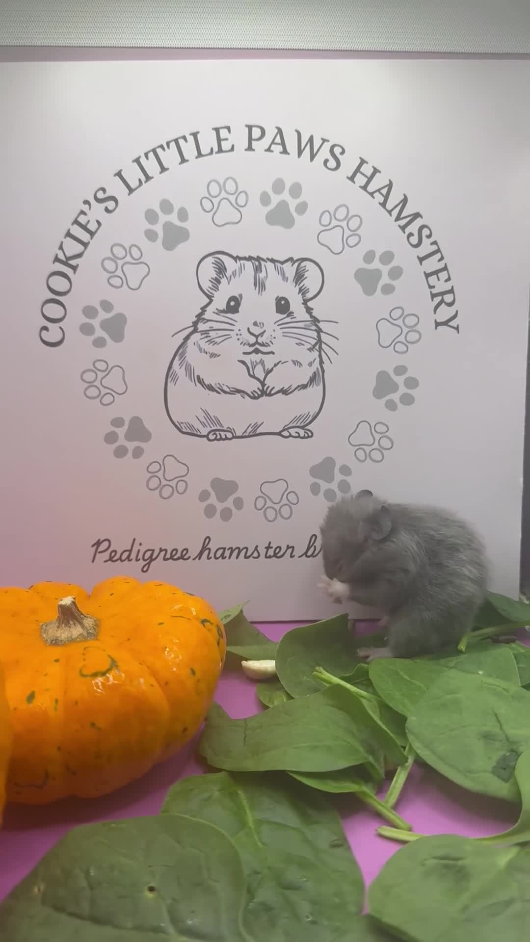 Hamster rodents for sale: Pedigree Syrian hamsters  - Video 1