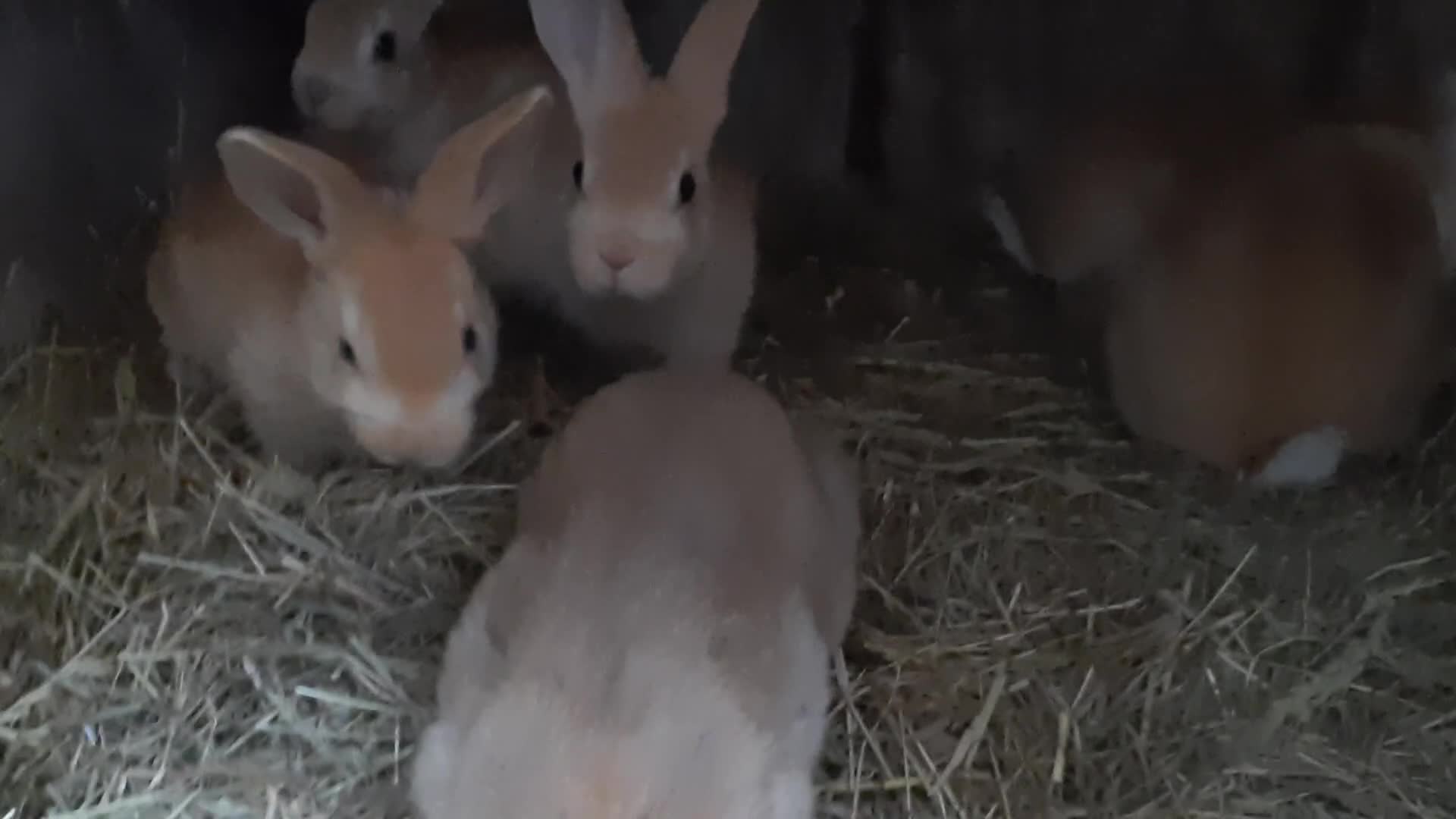 Rex rabbits for sale: Orange rex - Video 1