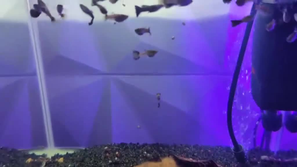 Other/Mixed Breed fish for sale: Metal Snakeskin Blue Tail Guppy Pair - Video 1