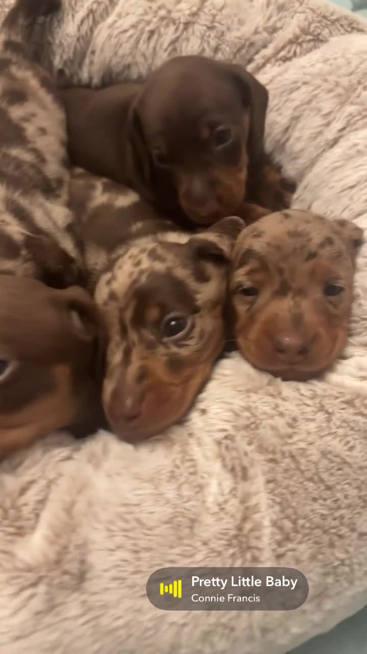 Miniature Dachshund dogs for sale: Stunning 5 star litter  - Video 2
