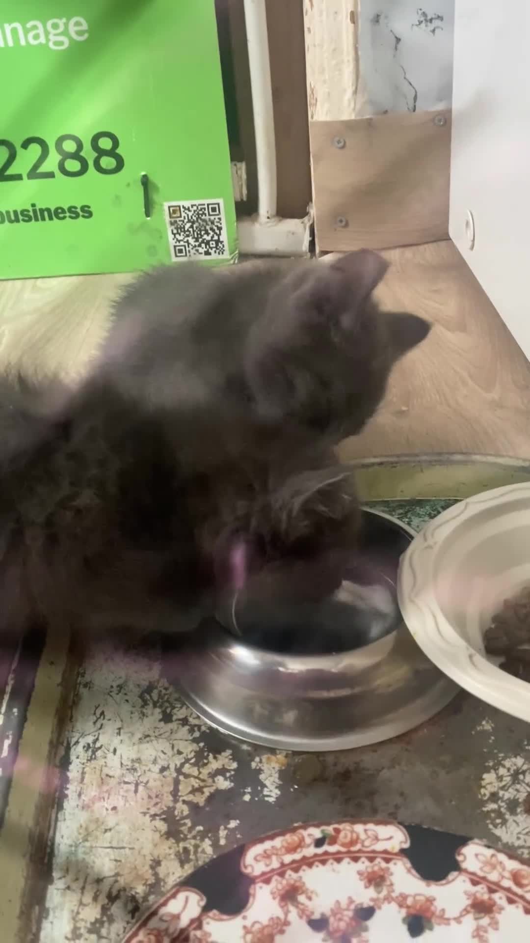 Chartreux cats for sale: Chartreux Male kitten 8 weeks old  - Video 1
