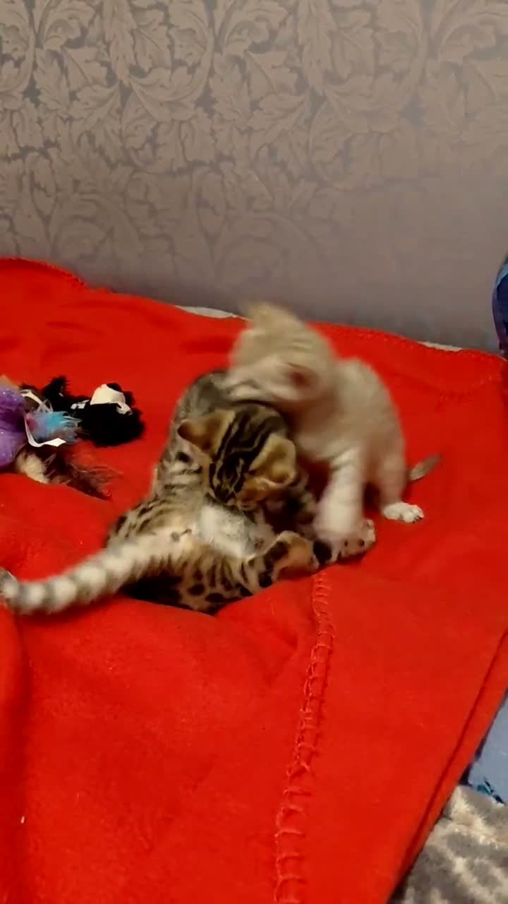 Bengal cats for sale: Pure Bengal kittens for sale - Video 4