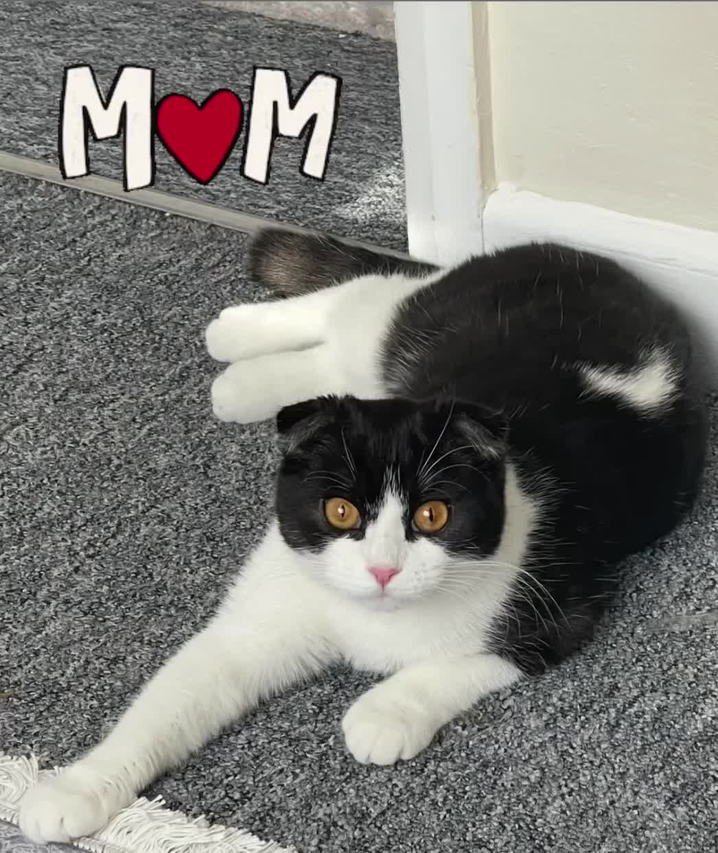 Scottish Fold cats for sale: ScottFord and British longhair  - Video 1