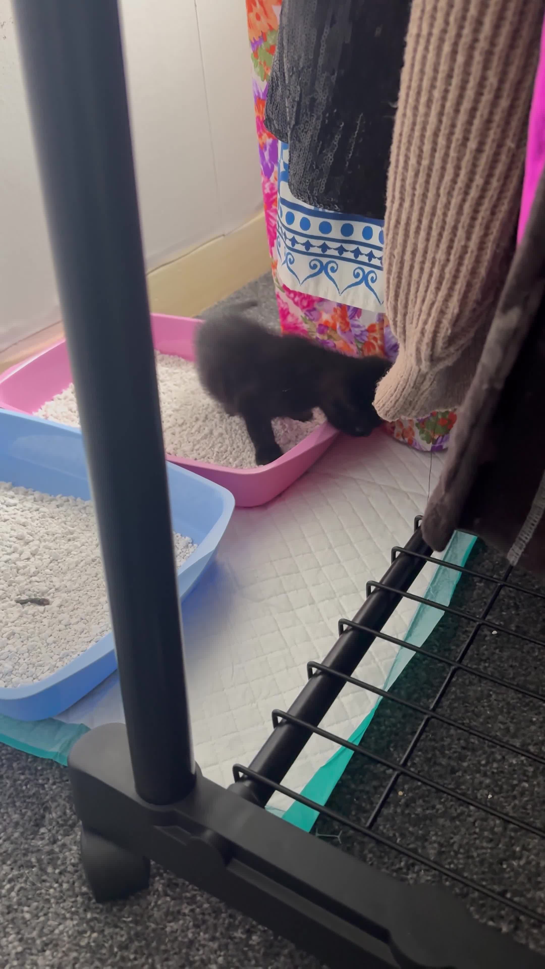 Domestic Shorthair cats for sale: Beautiful Domestic Shorthair Kittens - Video 4