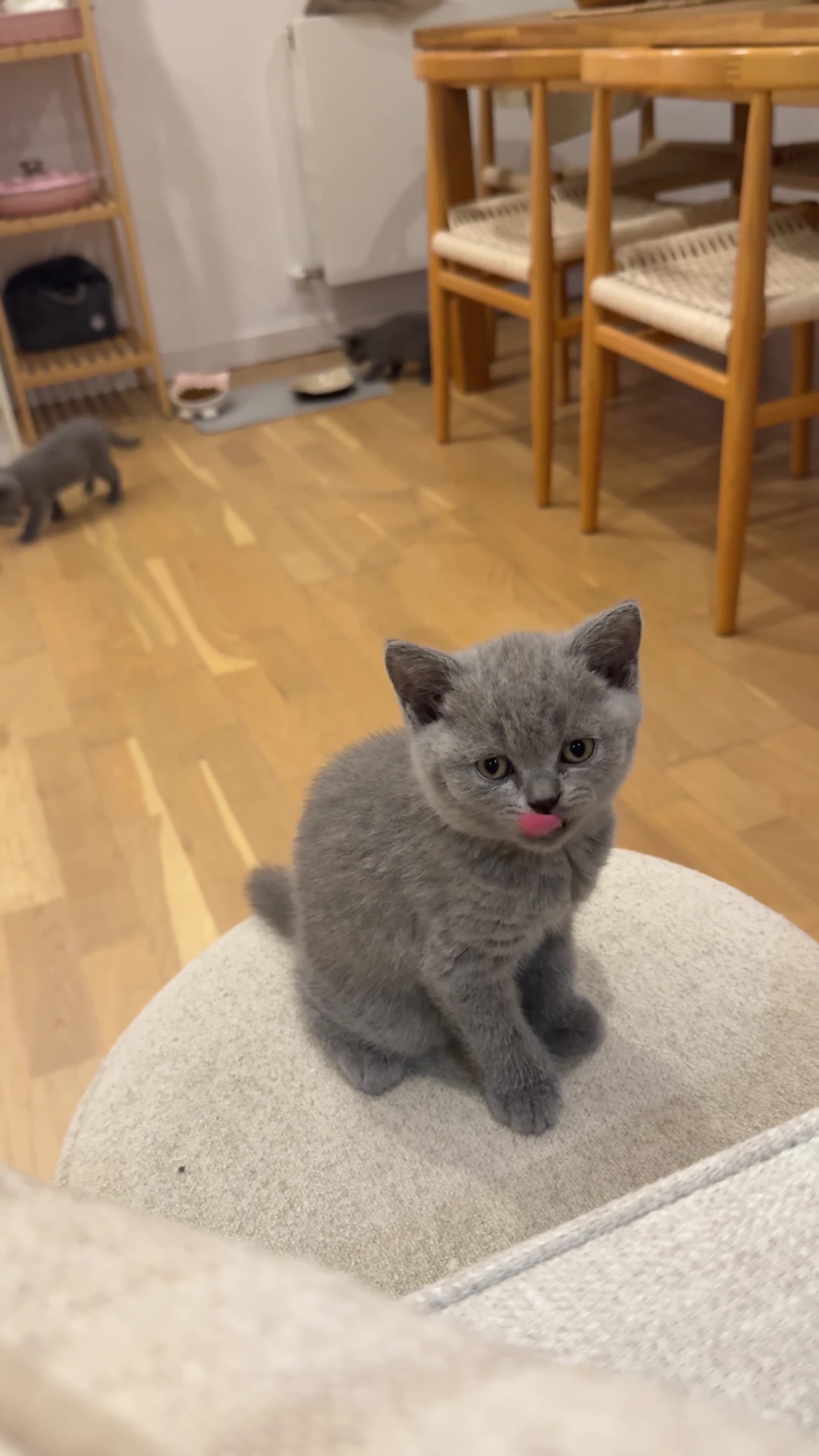 British Shorthair cats for sale: British Shorthair Kittens - Video 1