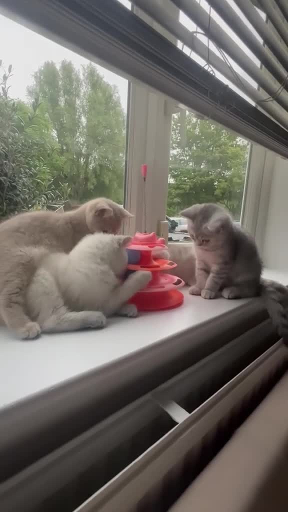 British Shorthair cats for sale: ​Rare Female BSH Kittens: Pedigree Parents Only  - Video 3