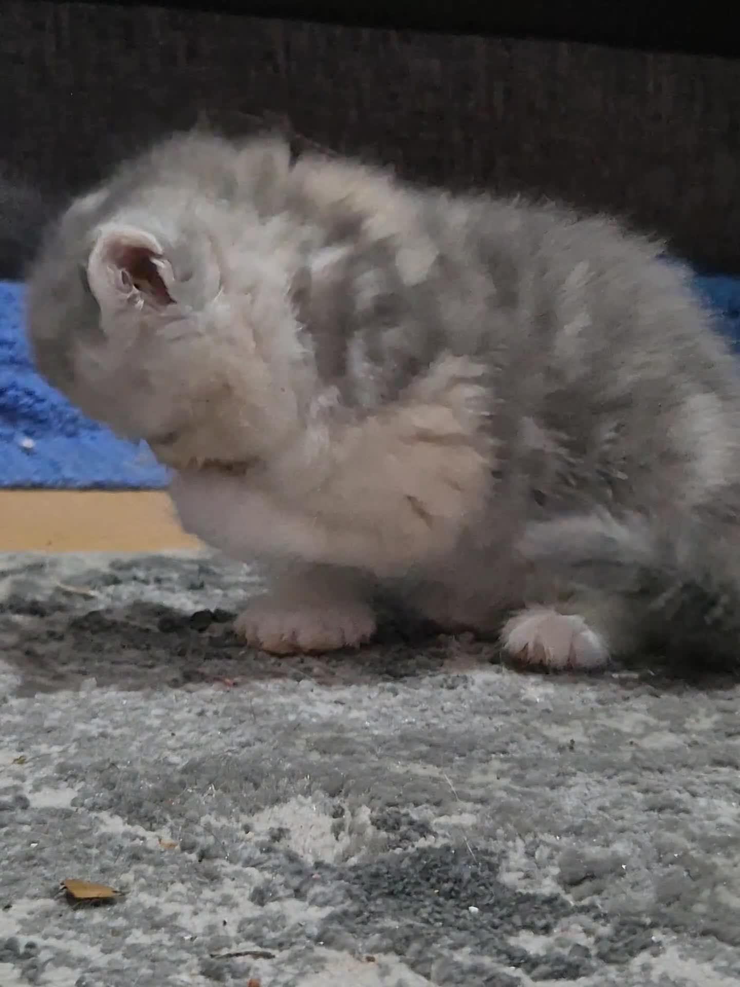 Persian cats for sale: Persian  - Video 1