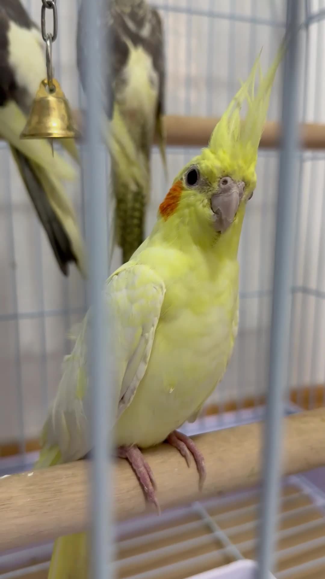 Cockatiels birds for sale: Lutino Cockatiels young birds available - Video 1