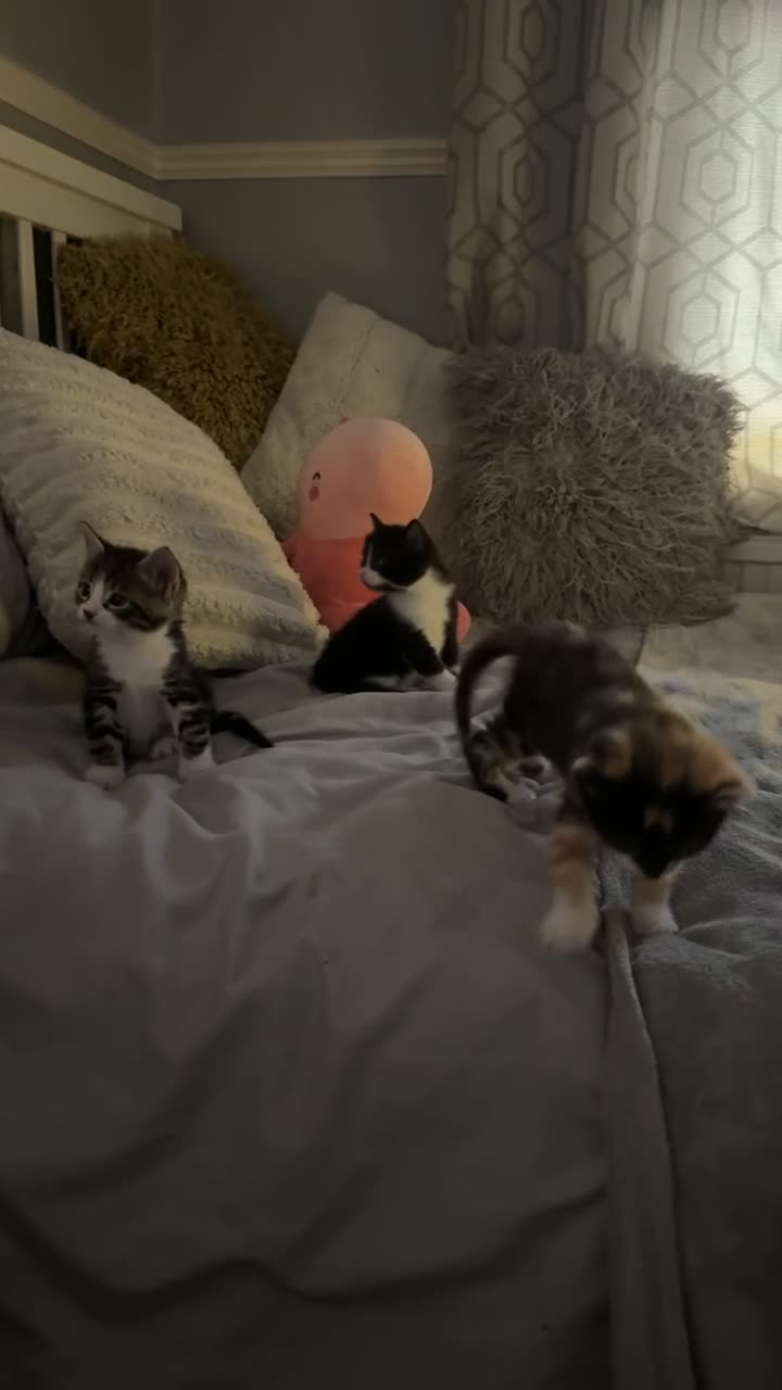 Mixed Breed cats for sale: 3 mix breed kittens  - Video 3