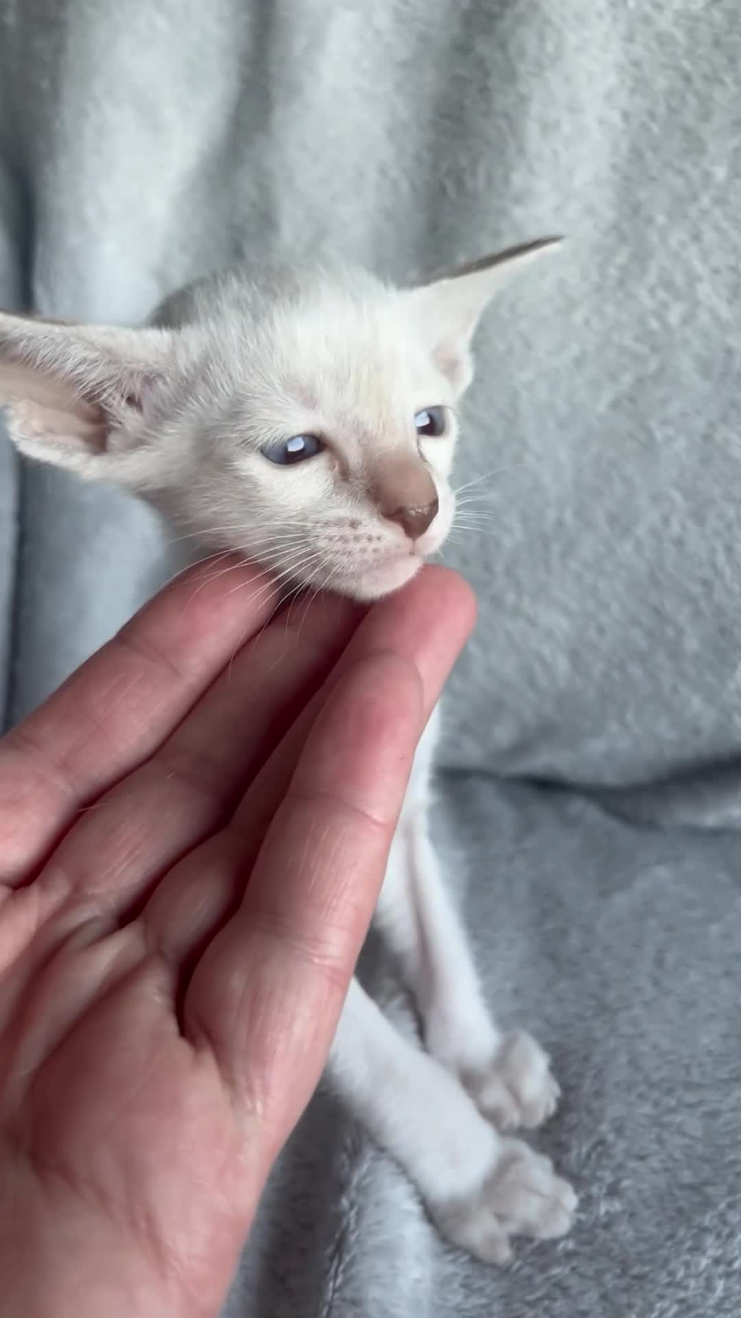 Oriental cats for sale: Supreme pedigree GCCF registered oriental kittens - Video 2