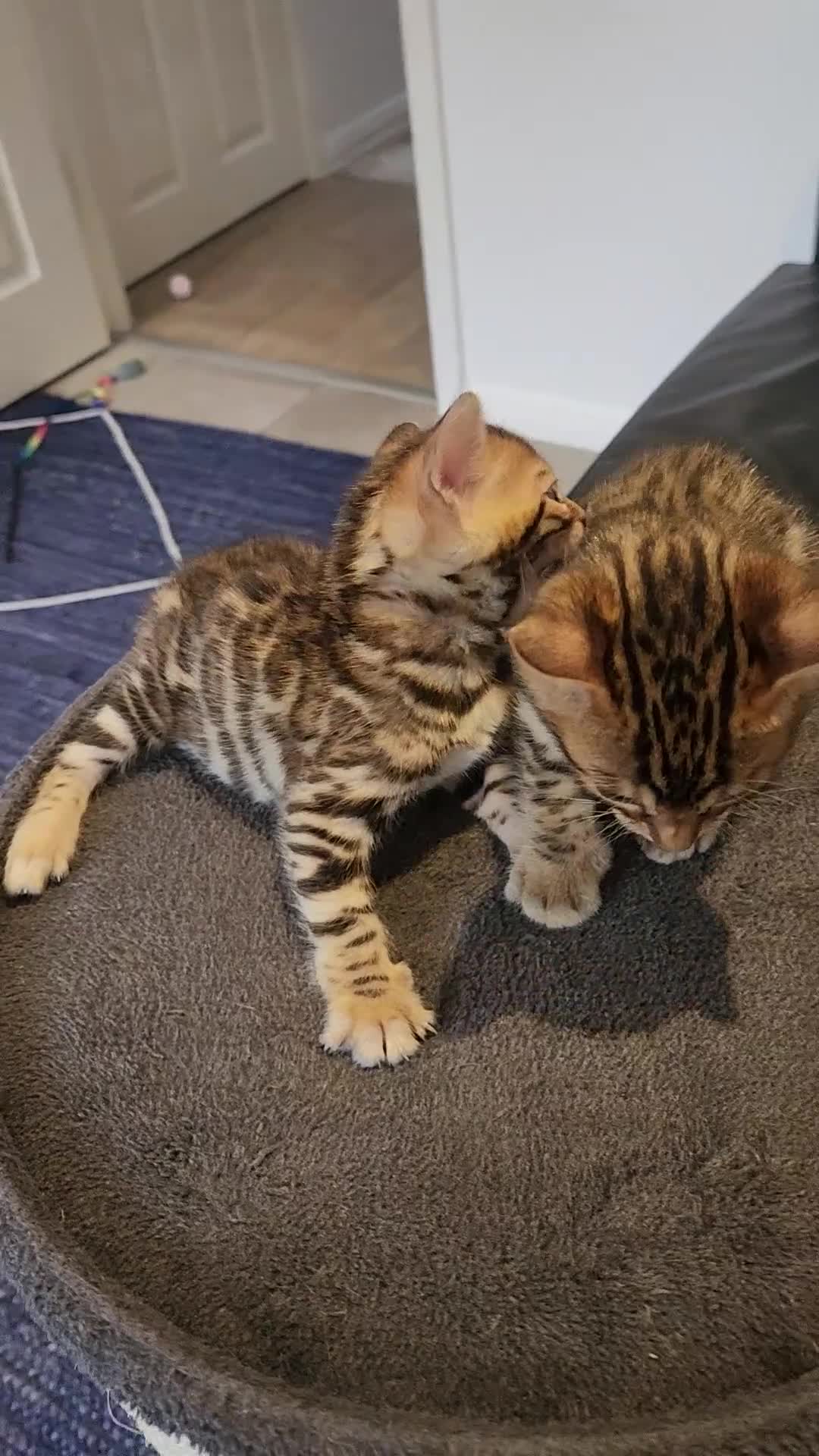 Bengal cats for sale: ✨Pure Bengal Kittens – Champion Bloodline ✨ - Video 4