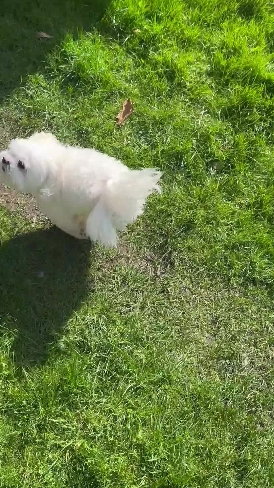 Maltese dogs for stud: Maltese for stud❗️ in Wakefield - Video 1