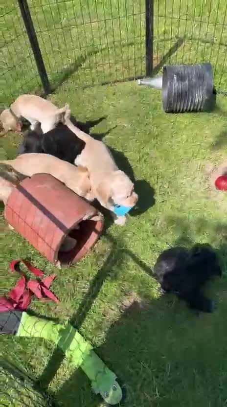 Mixed Breed dogs for sale: Cocker spaniel puppies in Ashford - Video 1